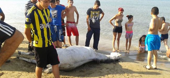 Glapsides Plajı’nda ‘AT’ vahşeti