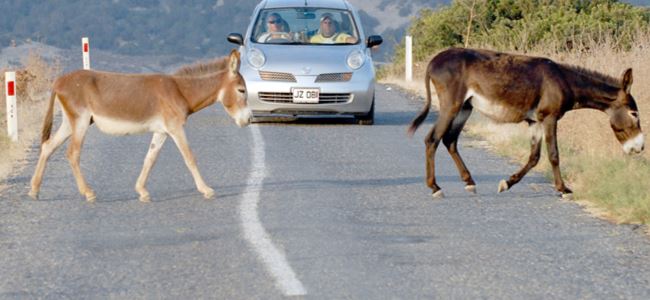 Milli Park değil MANDIRA