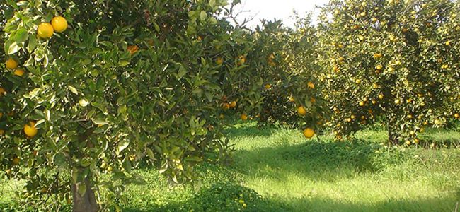 Tarım Bakanlığı, narenciye için çalışma başlattı