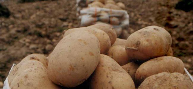 Patates alanları için itiraz süresi uzatıldı