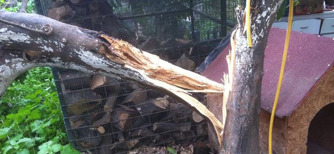 Fırtına ağaçlara zarar verdi