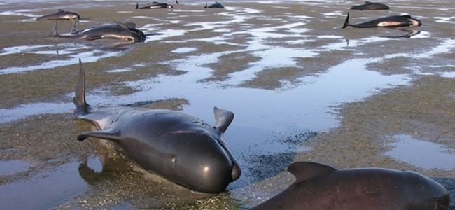 Yeni Zelandada 200 balina karaya vurdu