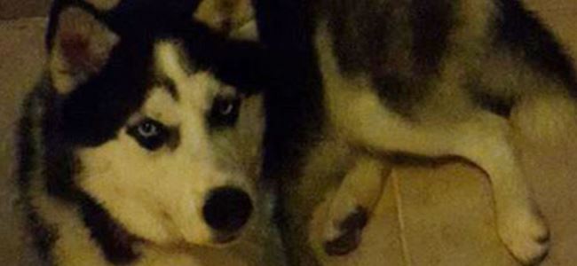 Girne’de kayıp köpek aranıyor
