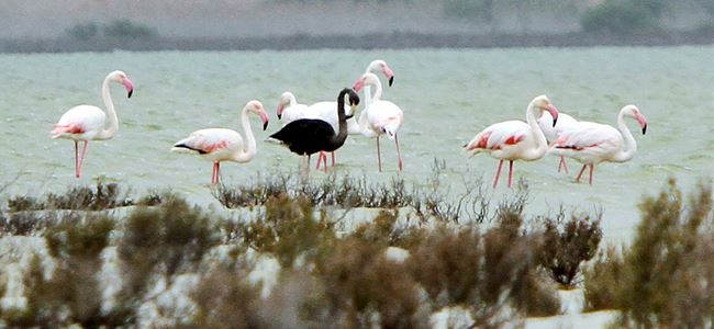 Kıbrıs’ta siyah flamingo