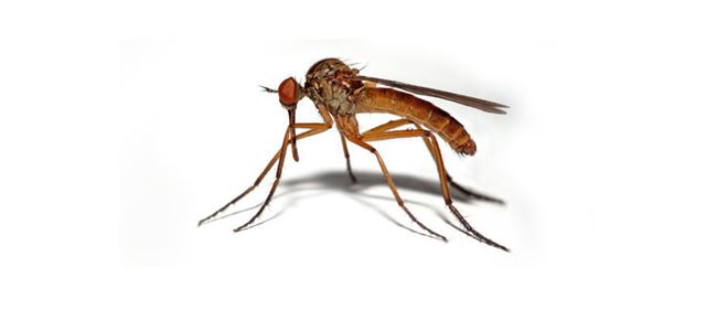 Sivrisineklerle biyolojik mücadele konusunda eğitim