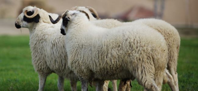 Kurban Bayramı Perşembe günü başlıyor