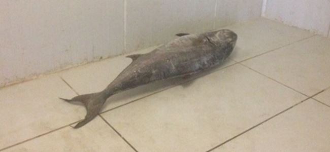 LTB 100 kilo balığı müsadere etti