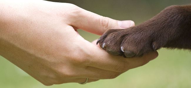 4 Ekim Dünya Hayvanları Koruma Günü…