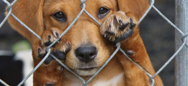 ‘Pet Shop değil barınaklardan hayvan alınız’