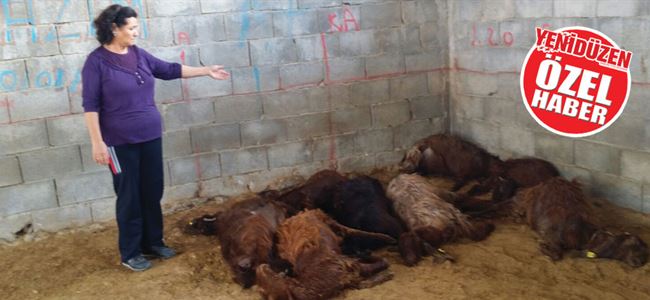 25 hayvan telef oldu