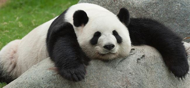 Pandaların dili çözüldü