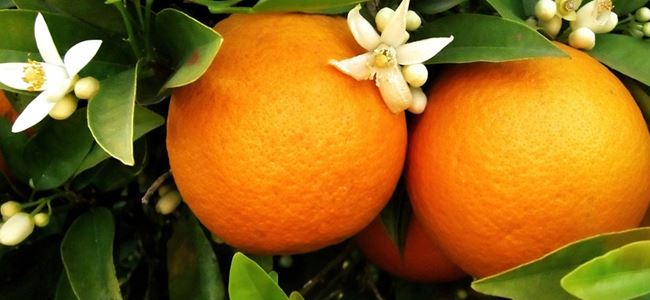 Valensiya ödemelerine cuma günü başlanacak