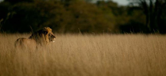 Fransa aslan avı ticaretini yasaklıyor