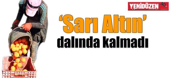 ‘NARENCİYE’ UMUT ARIYOR