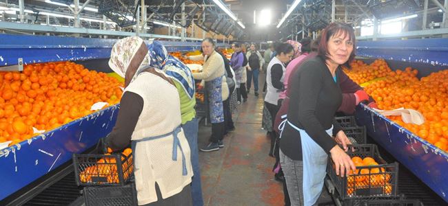 Cypfruvex pazar arıyor