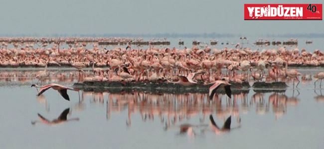 Larnaka, yeni yılı flamingo sürüsü ile karşıladı