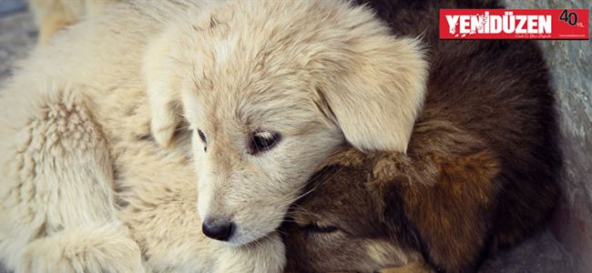 MAGEM’den sokak hayvanları için etkinlik