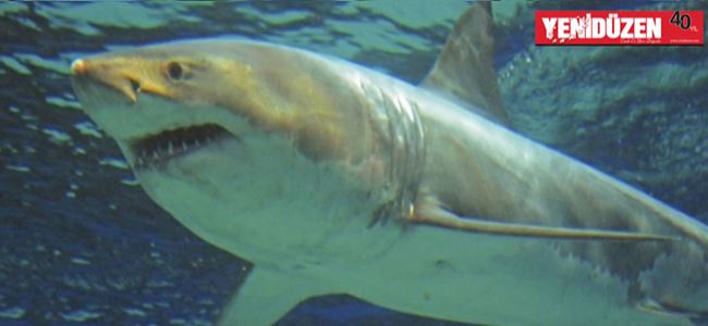 Akvaryumda 3 gün yaşayabildi