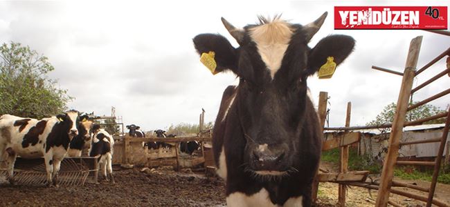 Veteriner Dairesinden, şap hastalığıyla ilgili açıklama