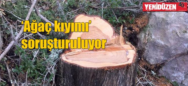 Ağırdağ, Alevkayası ve Kantarada ağaç kıyımı…
