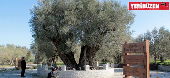 En yaşlı zeytin ağacı Hz. İsa ile yaşıt olabilir
