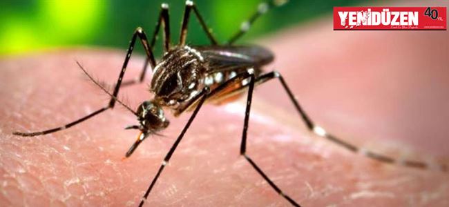 Zika virüsü konusunda uyarı