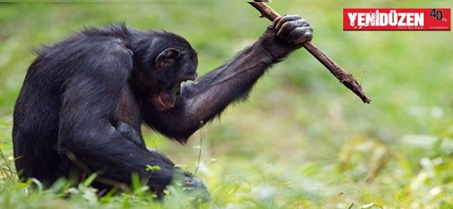 Bonobolar Tıpkı Taş Devri İnsanları Gibi Çeşitli Araç-Gereçleri Kullanıyorlar