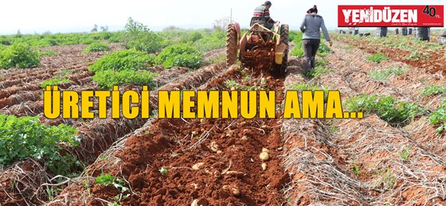 Bu yıl 4 bin ton patates ihraç ederiz