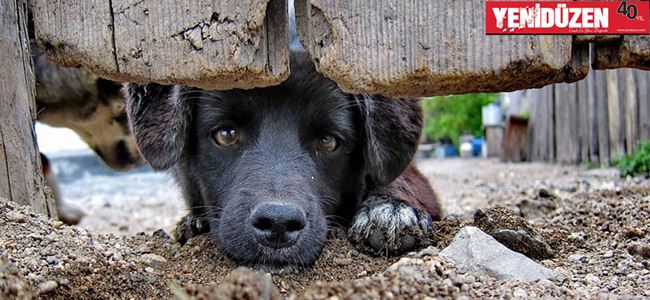 Klinik vakalar serbest veterinerlere yönlendirilecek