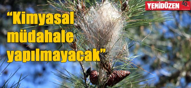 ORMAN DAİRESİnden Çam Kese açıklaması