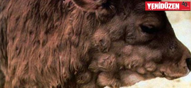 Tarım Bakanlığı’ndan LSD aşısı açıklaması