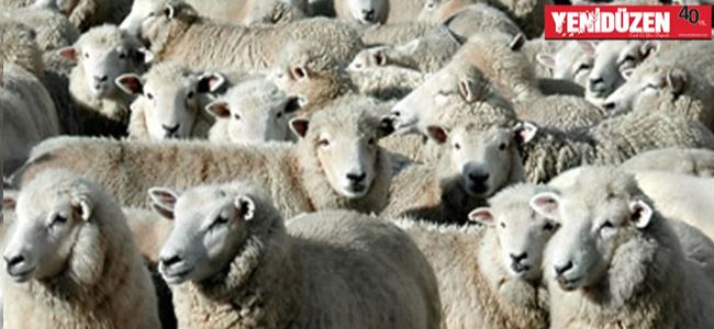 Hayvancının isyanı