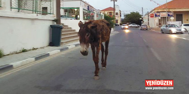 Açlık ve susuzluk bu hale getirdi