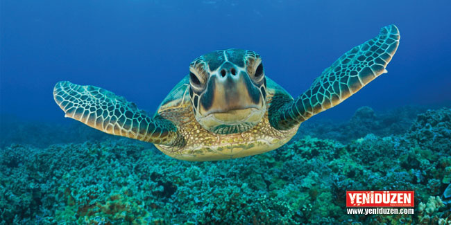 Bin 500’den fazla kaplumbağa yuvası