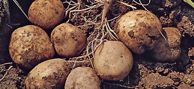 Patates üreticisine zarar tazmini