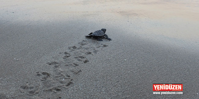 DAÜ, yavru kaplumbağaları denize bıraktı