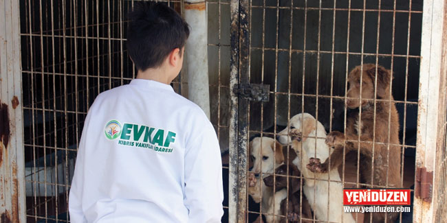 ‘Hayvan Hakları Günü’nde, “Karşılık beklemeden iyilik yap” mesajı