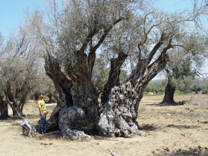 Kıbrıs arkeolojisinde zeytin ve zeytinyağı üretimi