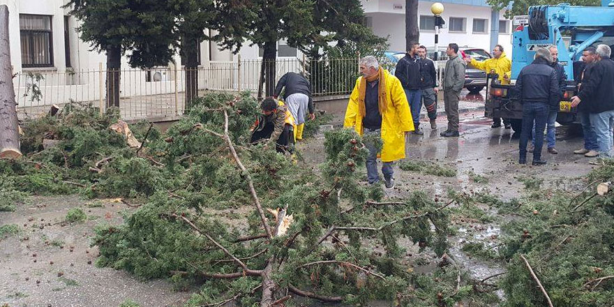 Girne'de ağaç yol kapattı