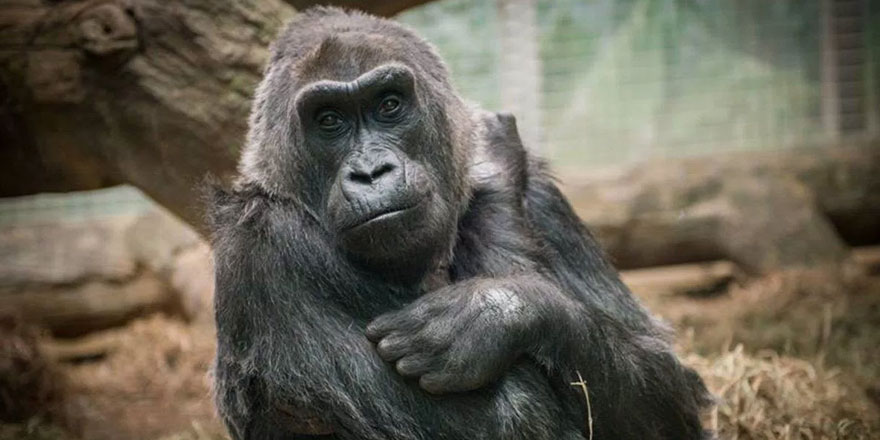  Dünyanın en yaşlı dişi gorili  öldü.