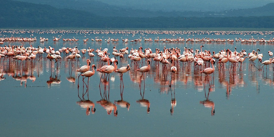 Pembe flamingolar, Tuz Gölü’nde