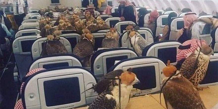 Suudi Prens şahinleri için 80 uçak bileti aldı