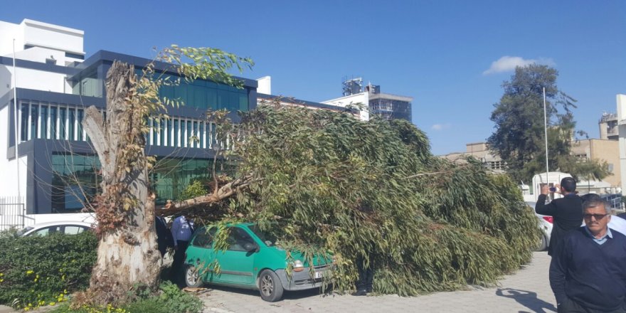Okaliptüs ağacı devrildi, 5 araç hasar gördü