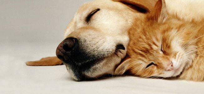 Kedi, köpekten alınan kanla hayata döndü