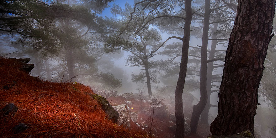 “4 Mevsim KKTC Ormanları” Fotoğraf Yarışması’na FODER damgası