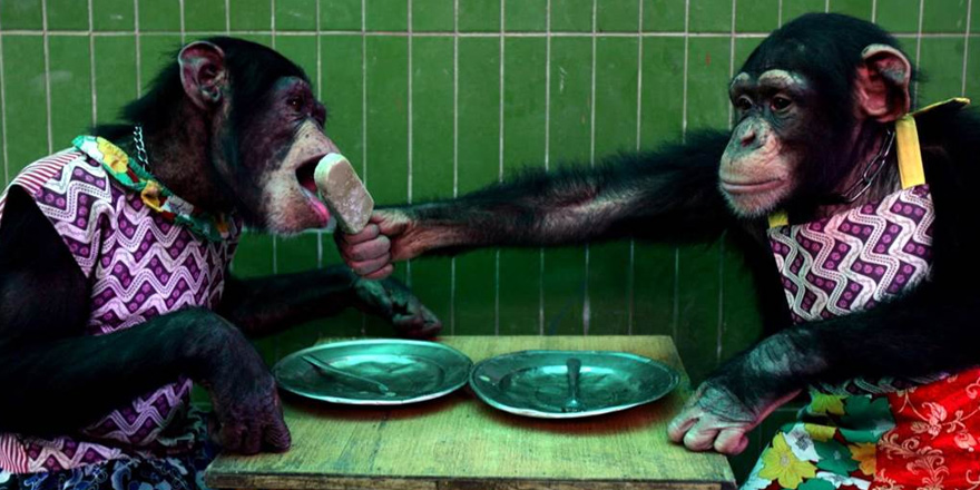 Hukuk mücadelesi şempanzeler için olumsuz sonuçlandı