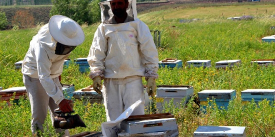 Arı üreticilerinden başvuru bekleniyor