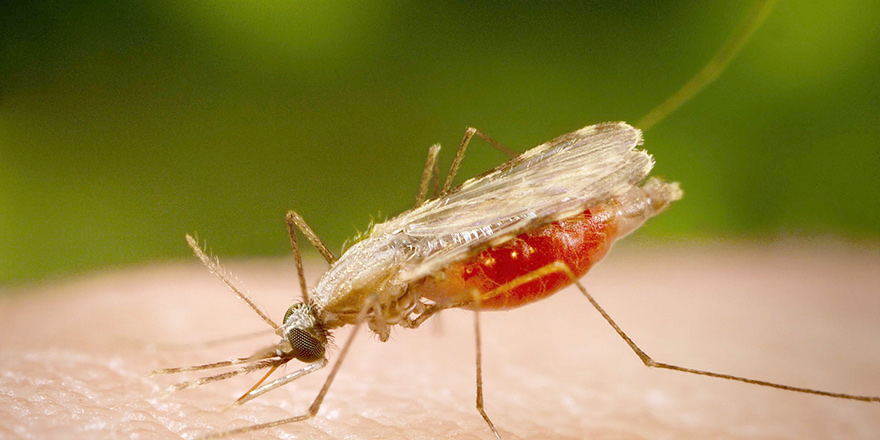 Çevre Platformu'ndan Sıtma hastalığı konusunda uyarı