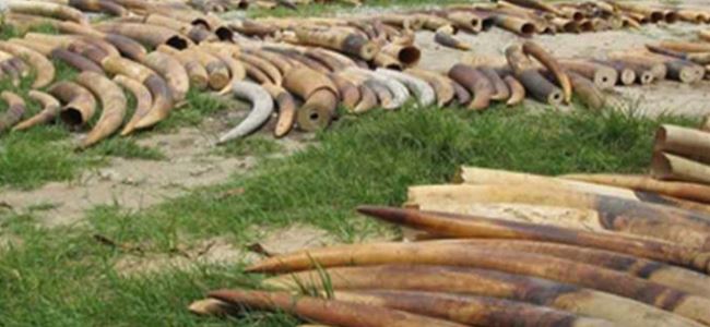6 ton kaçak fildişi imha edilecek