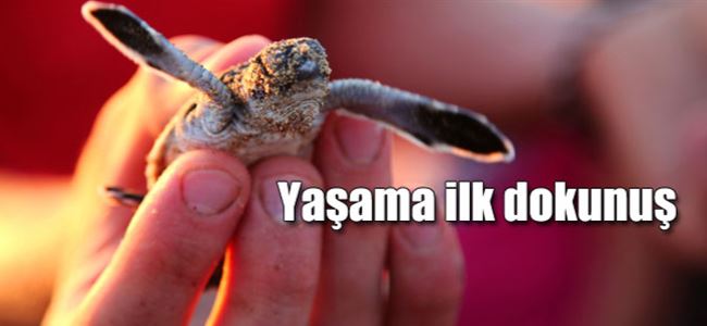 Binlerce çevre dostu Akdeniz’de buluştu…